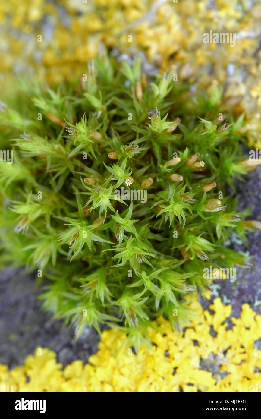 lanceolateleaf-rock-moss-orthotrichum-speciosum-mj1een.jpg