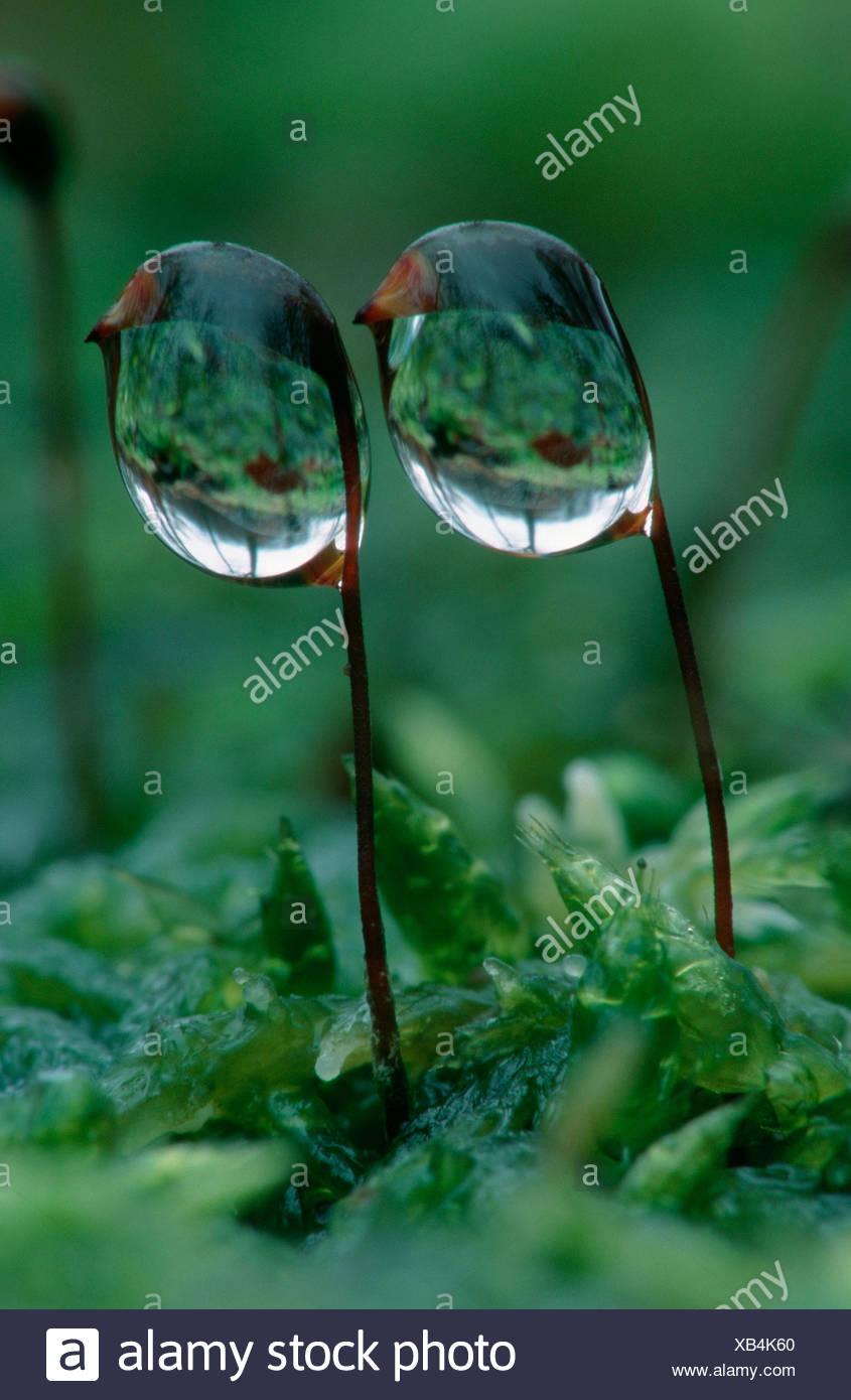 large-urn-moss-with-drops-of-water-lower-saxony-germany-pogonatum-urnigerum-XB4K60.jpg