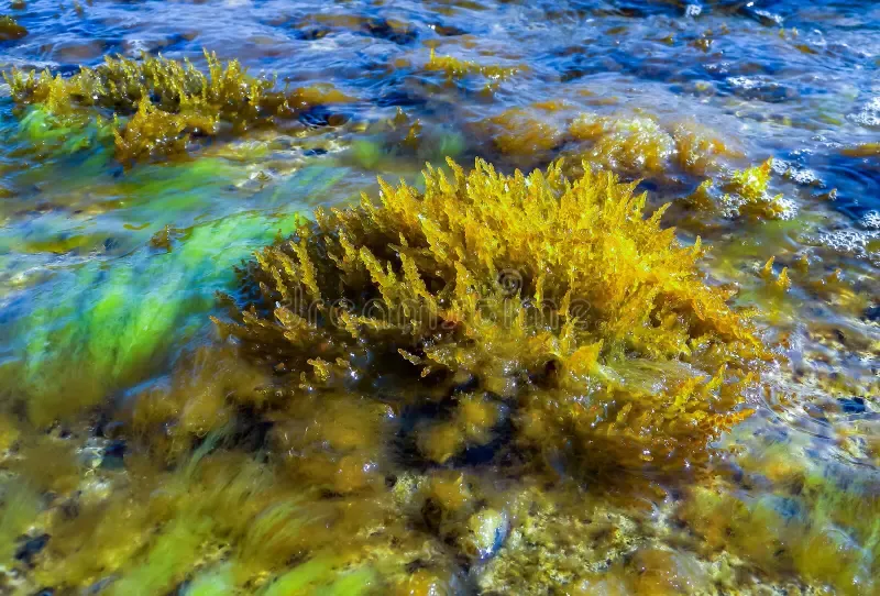 laurencia-papillosa-rhodophyta-algae-stones-water-s-edge-surge-western-crimea-280710665.jpg