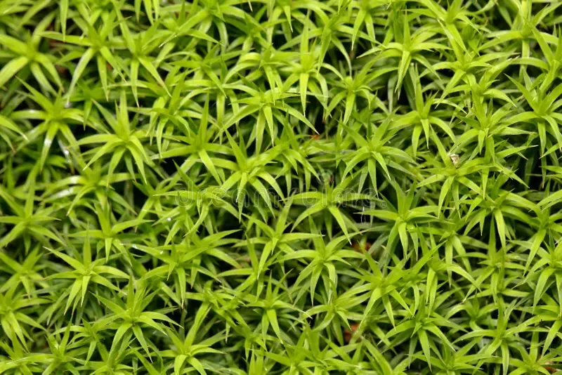 leaves-moss-polytrichum-formosum-leaves-moss-polytrichum-formosum-as-background-220429429.jpg