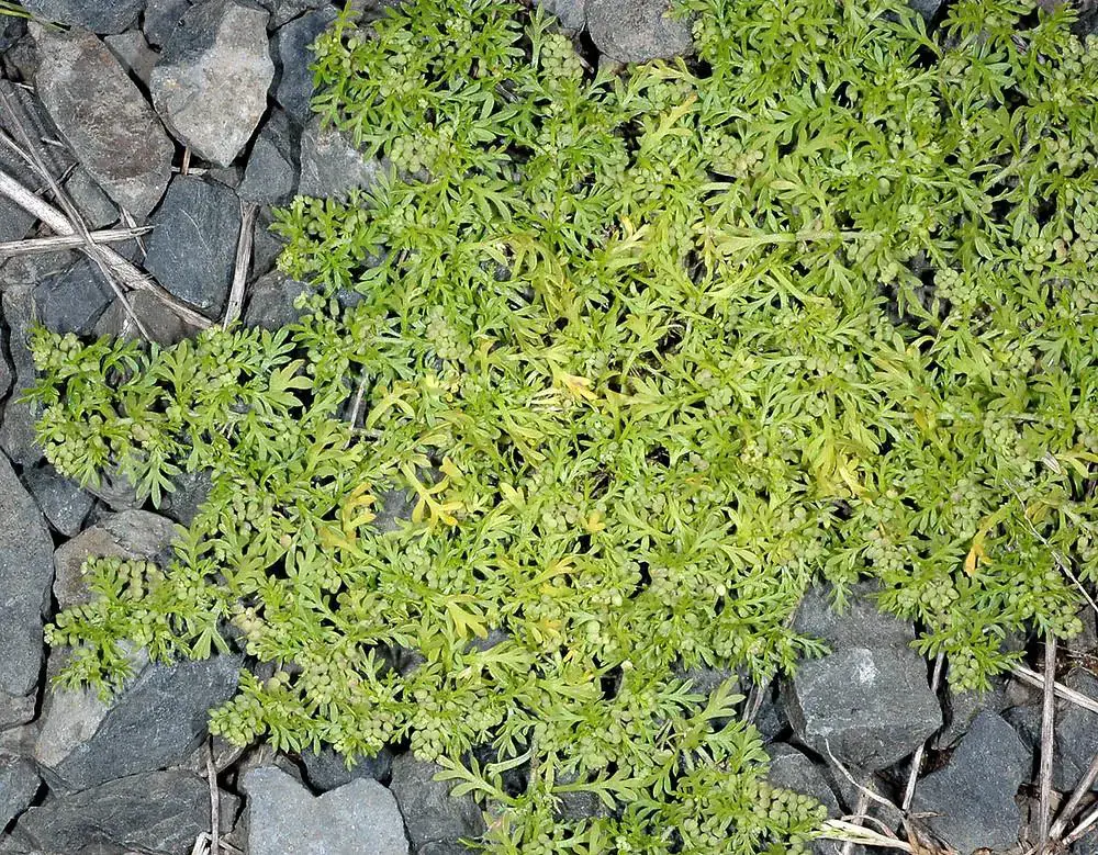 lepidium-didymum-ha-gcarr1.jpg