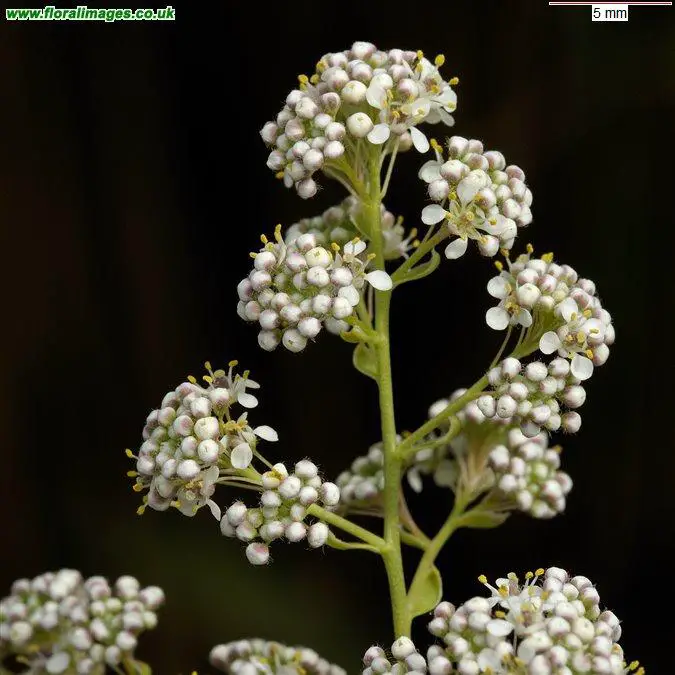 lepidium_latifolium_2145.jpg