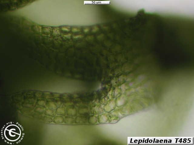 lepidolaena-t485-uleaf1.JPG