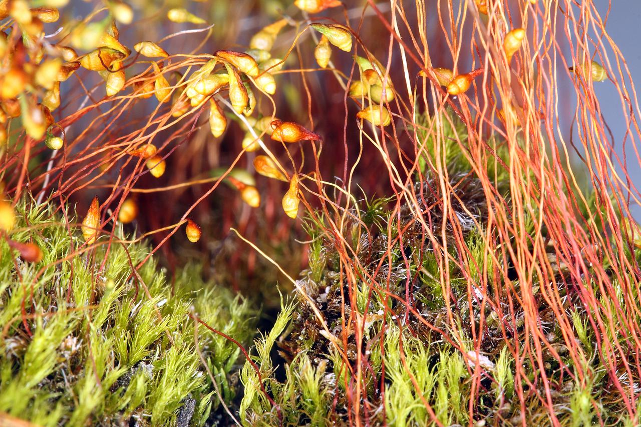 leptobryum_pyriforme.jpg