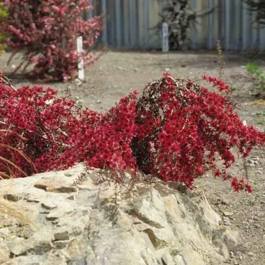 leptospermum-scoparium-red-falls-faux-myrtes-couvre-sol-manuka-rouge.jpg