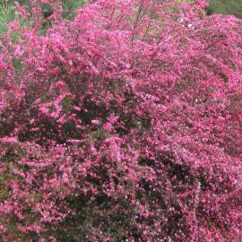 leptospermum-scoparium-winter-cheer-faux-myrtes-rouge-arbre-a-the.jpg