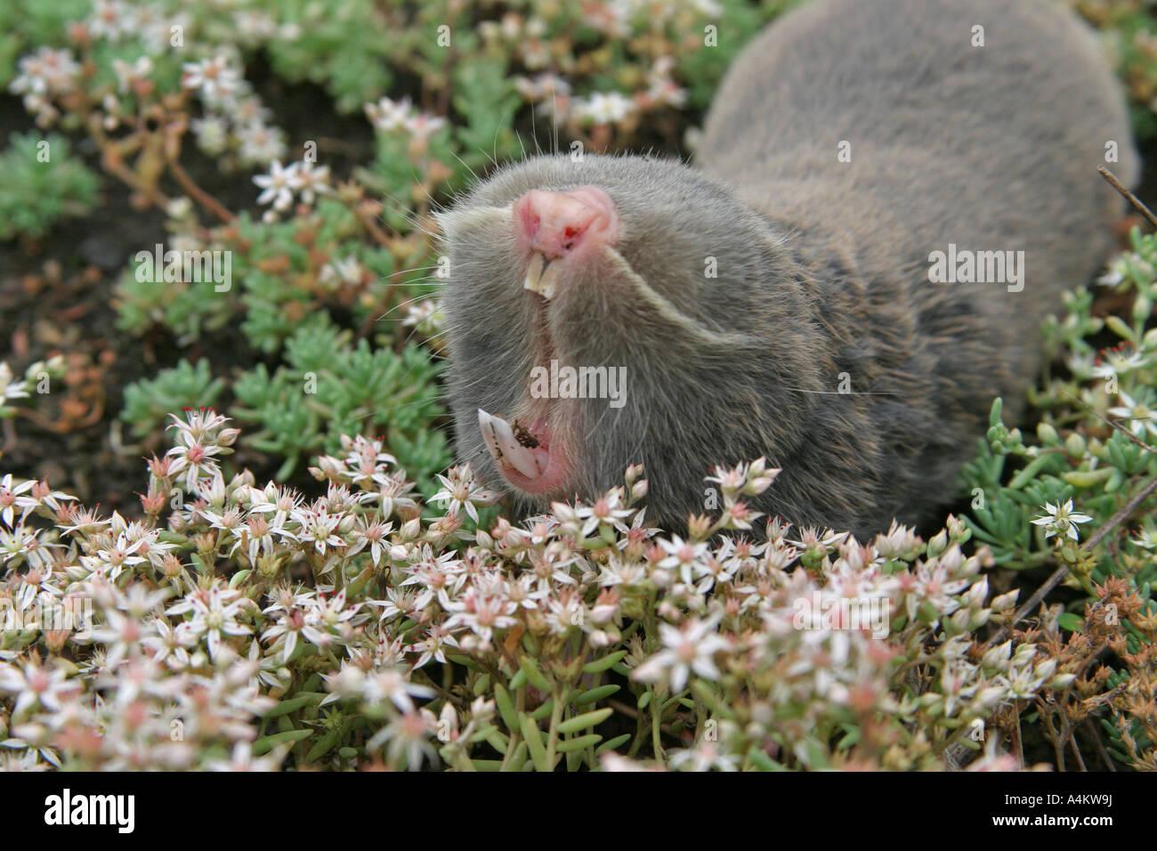 lesser-mole-rat-nanospalax-leucodon-bulgaria-spalax-leucodon-A4KW9J.jpg