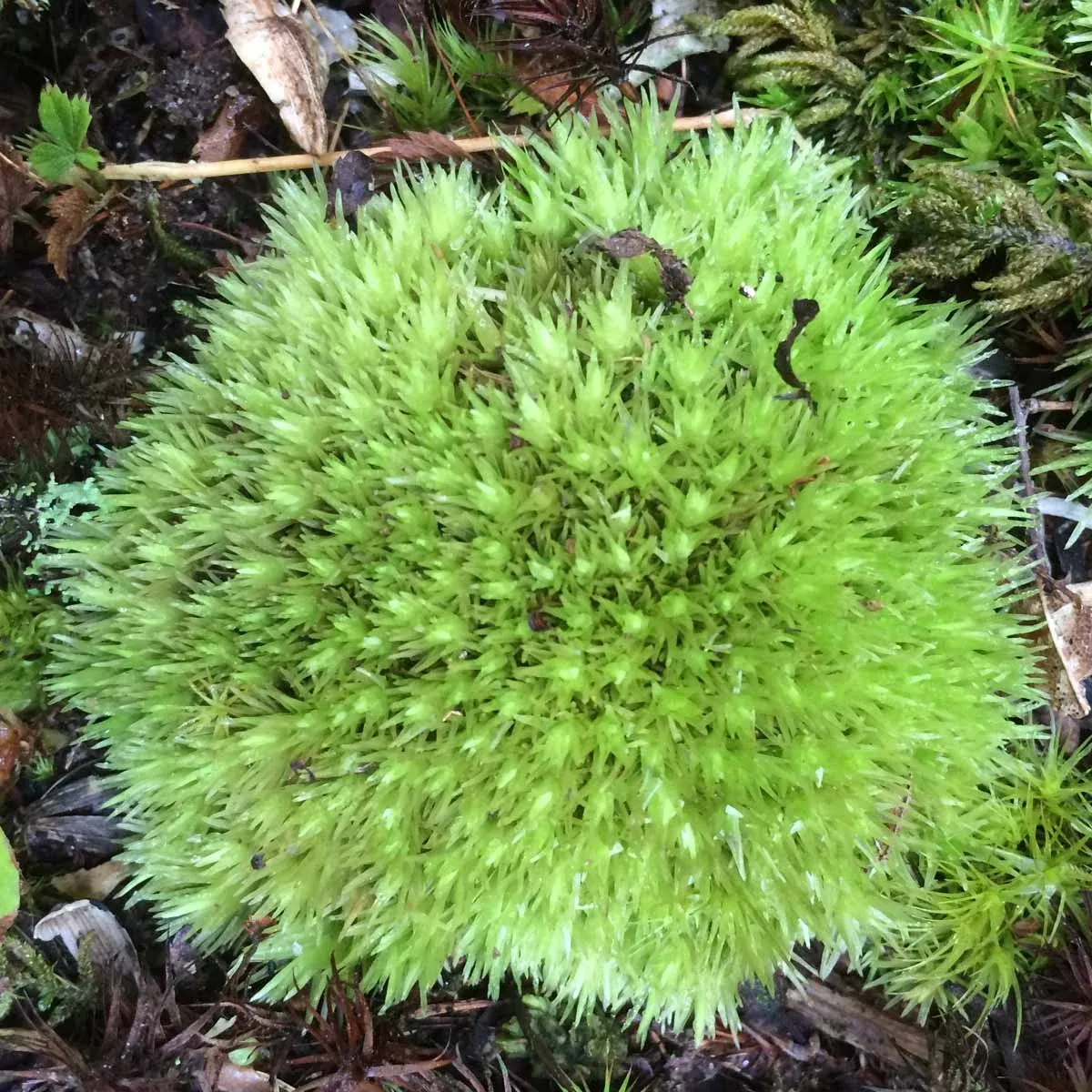 leucobryum-03-bj.jpg