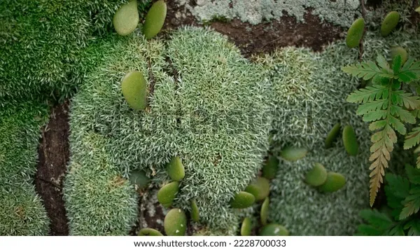 leucobryum-glaucum-commonly-know-moss-600w-2228700033.jpg