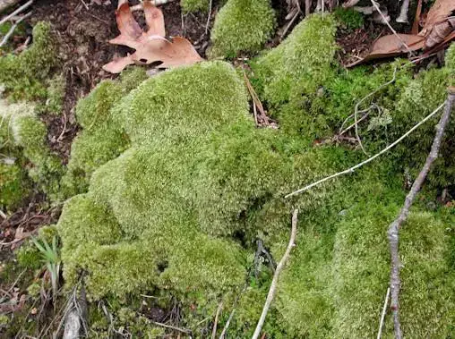 leucobryum03.jpg