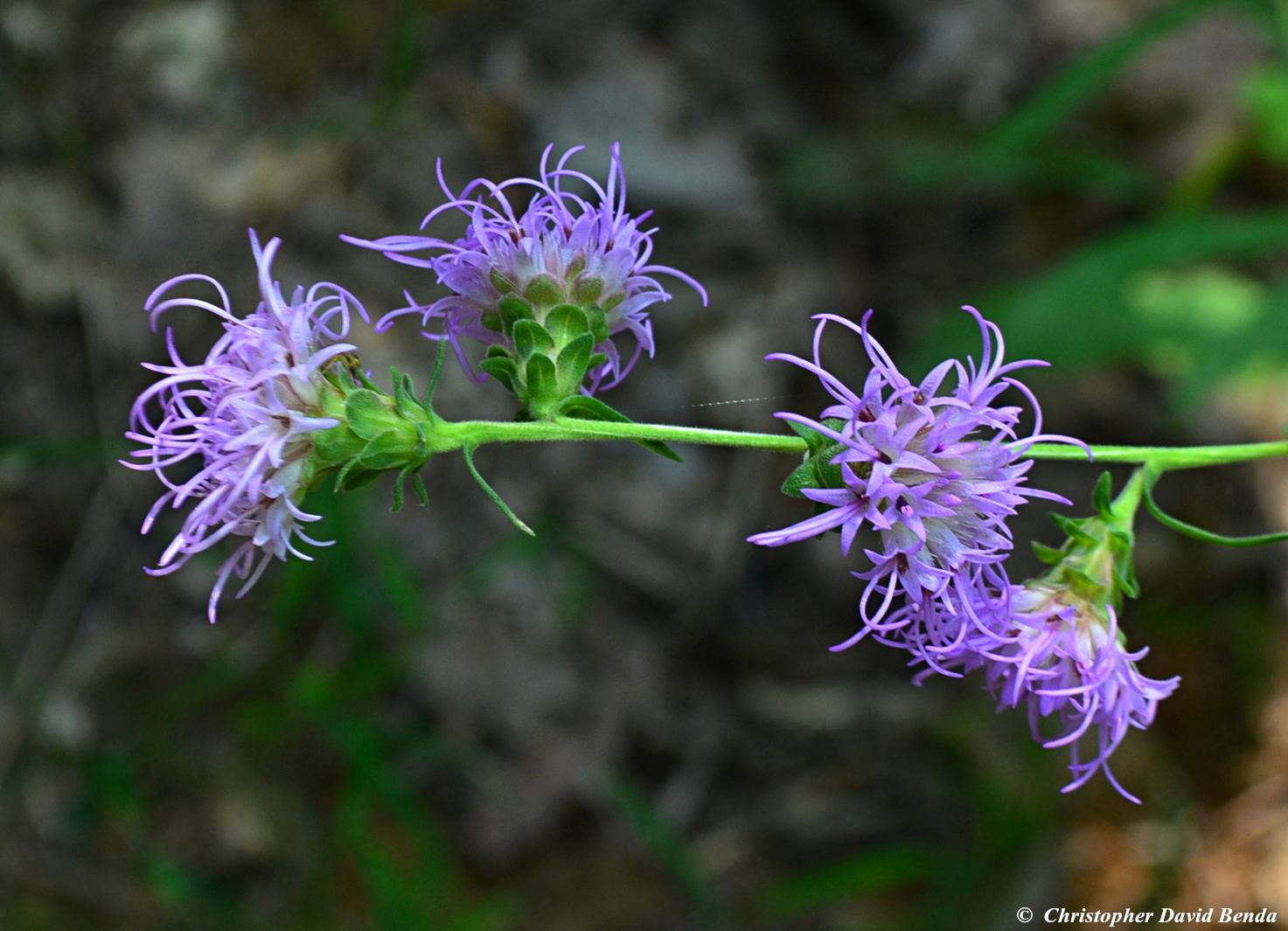 liatris_squarrulosa_copyright_dsc_0040.jpg