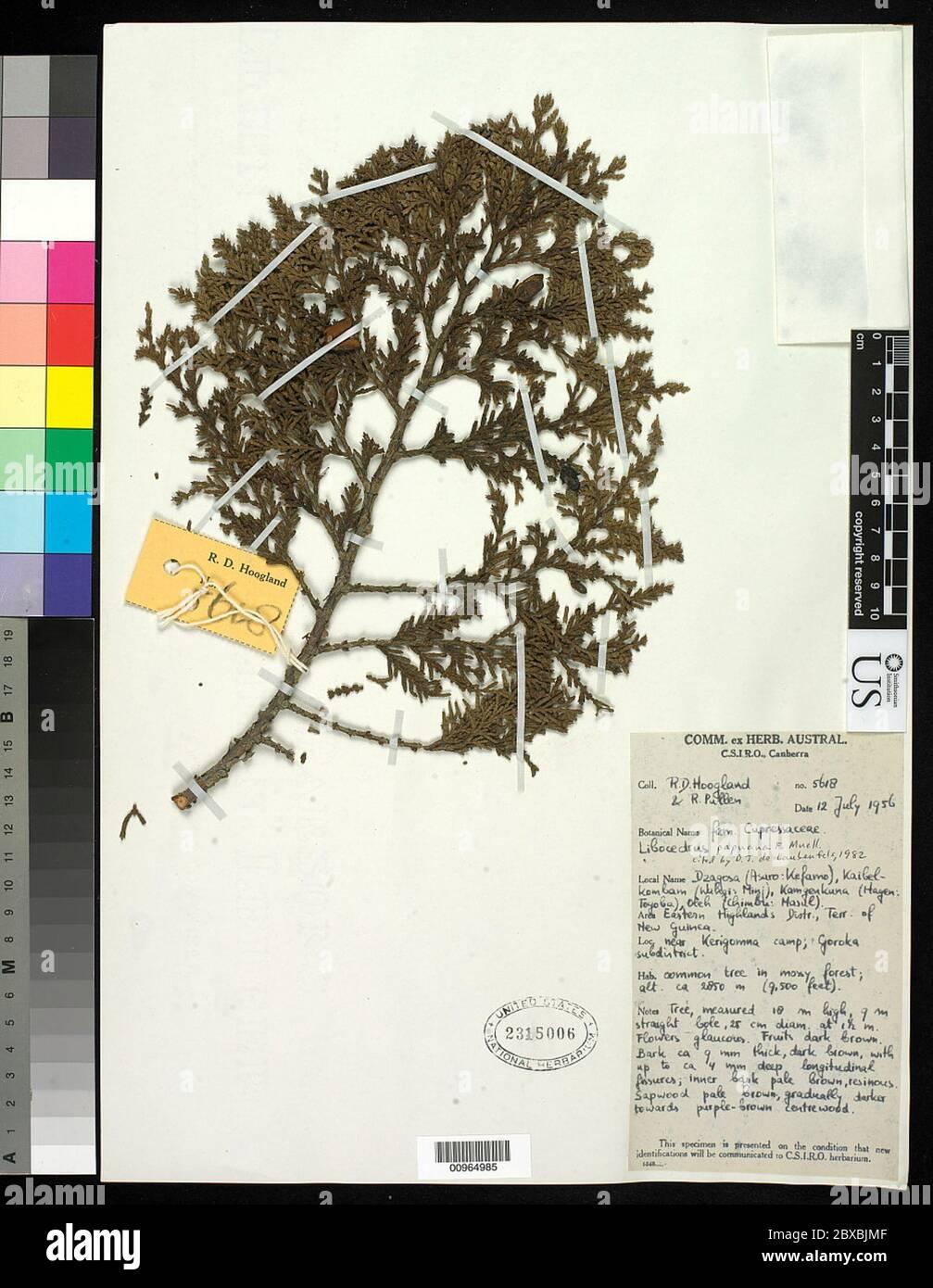 libocedrus-papuana-f-muell-libocedrus-papuana-f-muell-2BXBJMF.jpg