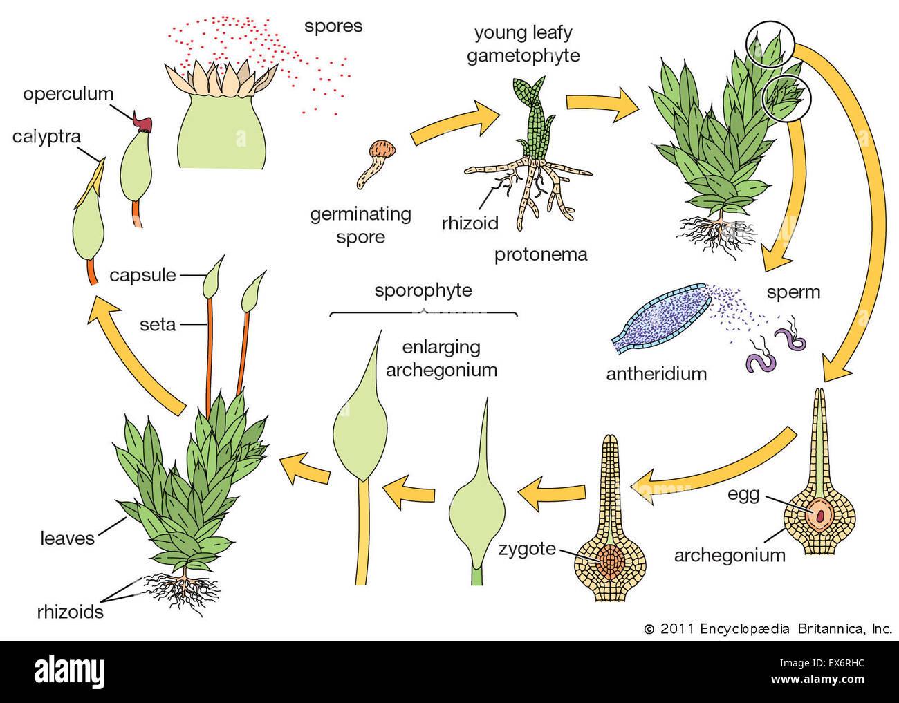 life-cycle-of-moss-EX6RHC.jpg