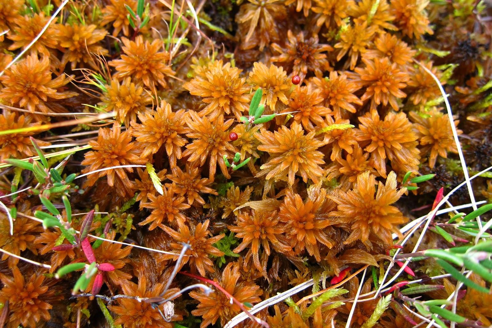 lindbergs-sphagnum-sphagnum-lindbergii.jpg