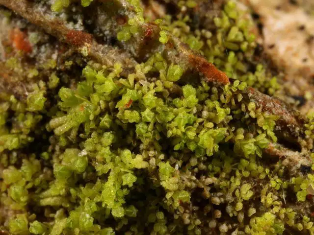 liverwort_cololejeunea_minutissima_06-10-13_2.jpg