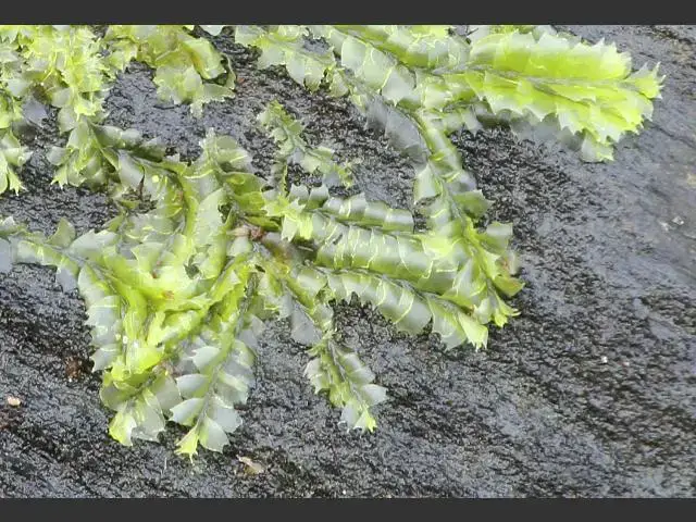 liverwort_lophocolea_bidentata_leafy_liverwort_05-02-12_1.jpg