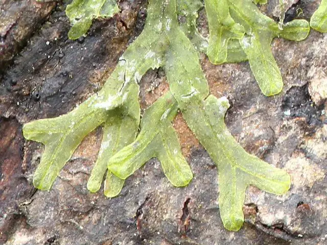 liverwort_metzgeria_furcata_05-02-12_1.jpg