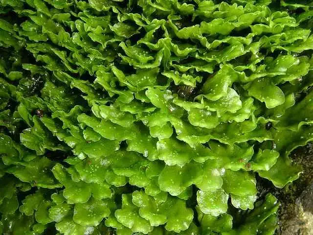 liverwort_pellia_epiphylla_00_04-07-05_3.jpg