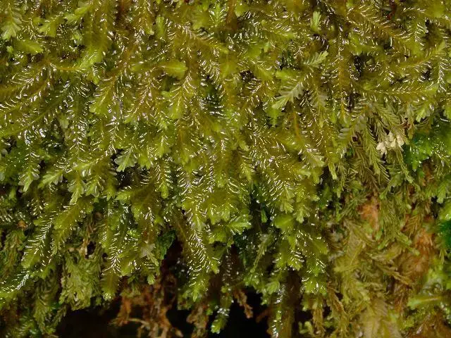 liverwort_plagiochila_asplenioides_10-03-06_3.jpg