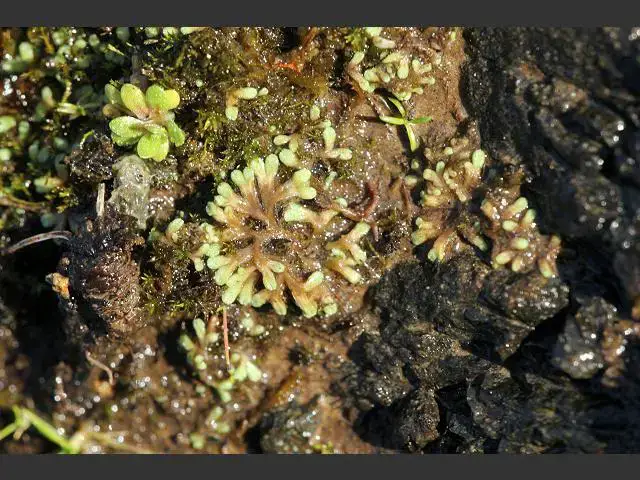 liverwort_riccia_bifurca_lizard_crystalwort_28-02-11_1.jpg