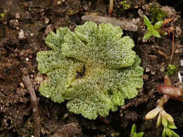 liverwort_riccia_cavernosa_27-09-13_1.jpg