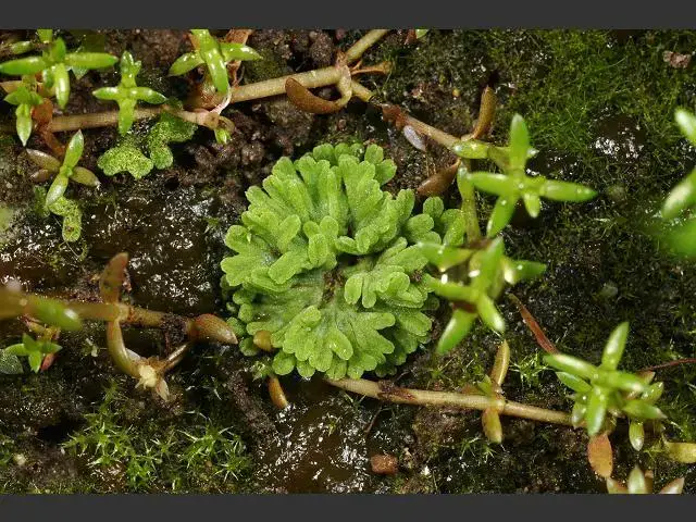 liverwort_riccia_sorocarpa_02-10-13_4.jpg