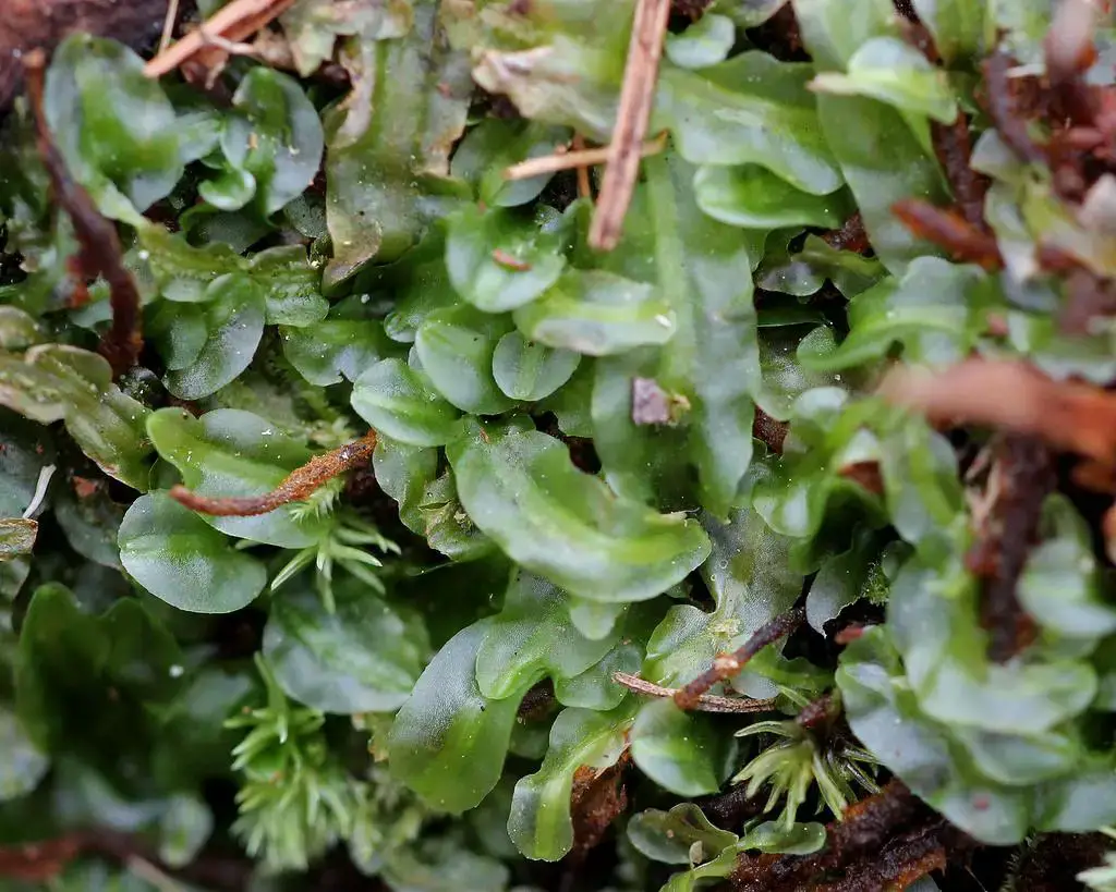 liverwortpallavicinialyellii.jpg