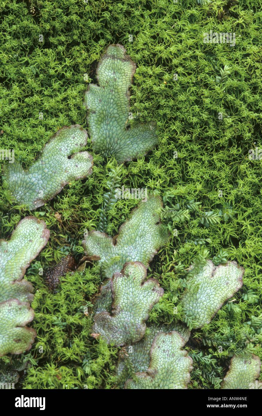 liverworts-on-moss-riccia-fluitans-ANW4NE.jpg