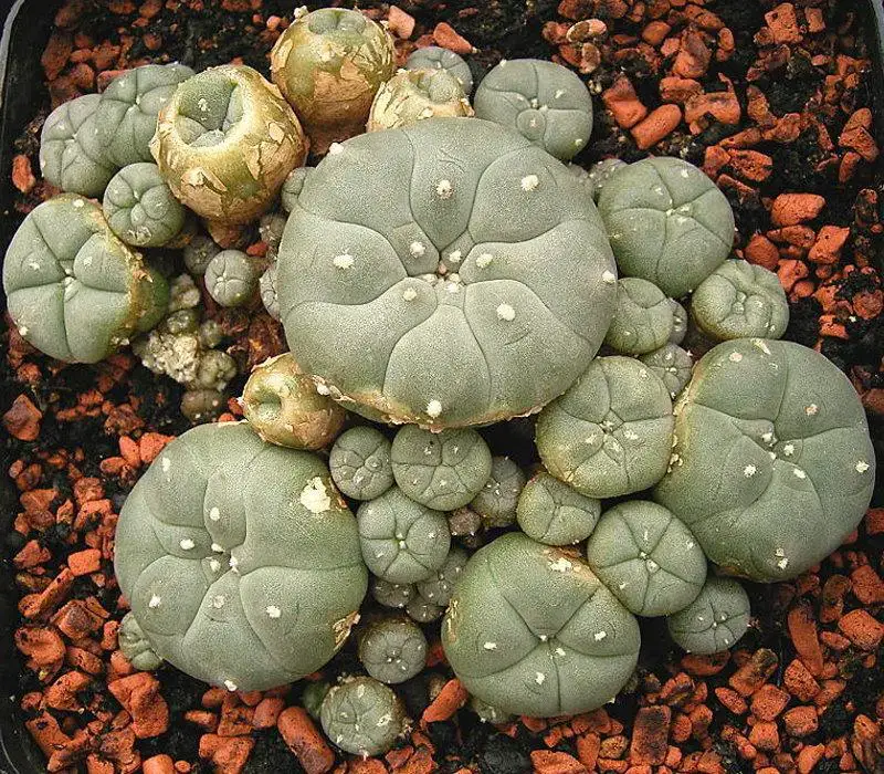 lophophora-williamsii_772165.jpg