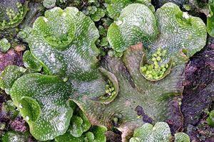 lunularia-cruciata.jpg