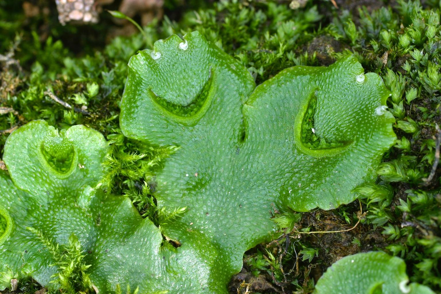 lunularia_cruciata_01_gb.jpg