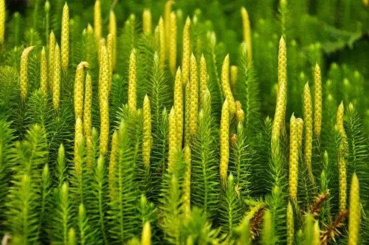 lycopodium.jpg