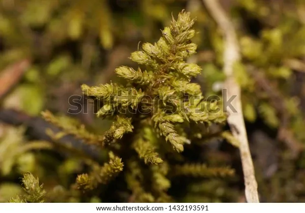 macro-caucasian-spring-moss-andreaea-600w-1432193591.jpg