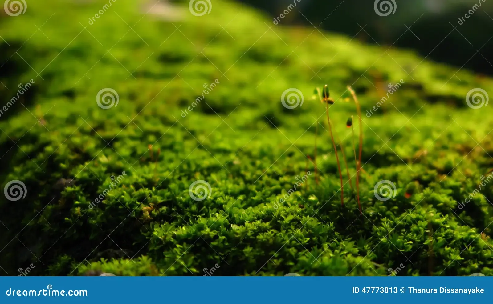 macro-green-pogonatum-plants-47773813.jpg