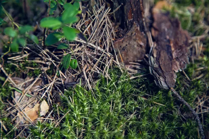 macro-moss-dry-spruce-needles-tree-bark-pine-forest-summer-75096347.jpg