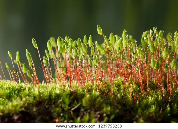 macro-pohlia-nutans-moss-over-600w-1239753238.jpg