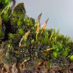 macromitrium-ramsayae-01c.240x240-u1i1s1q90f1.jpg