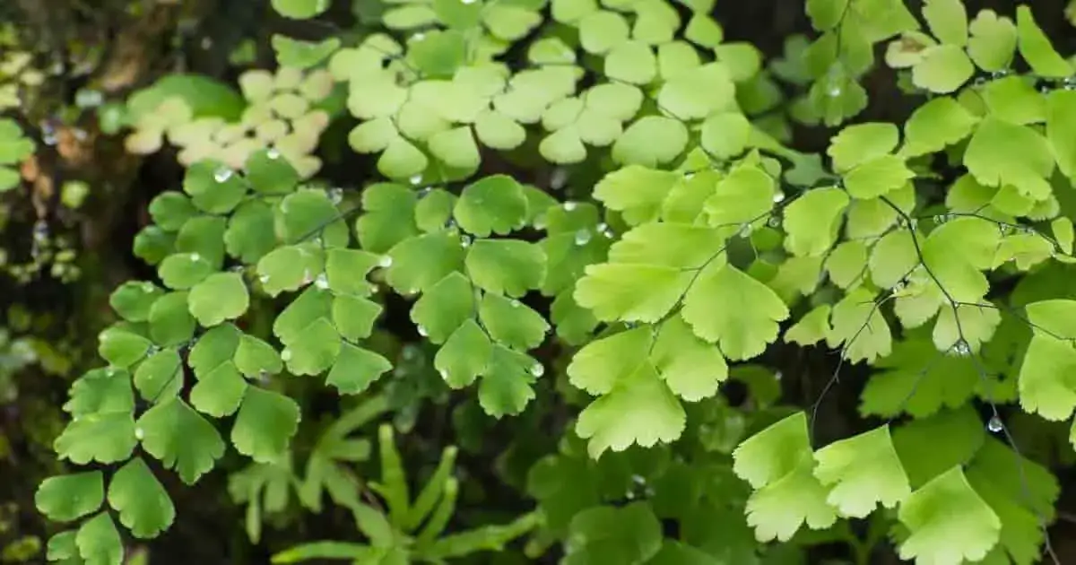 maidenhair-fern-1200-630-FB-20190731-min.jpg