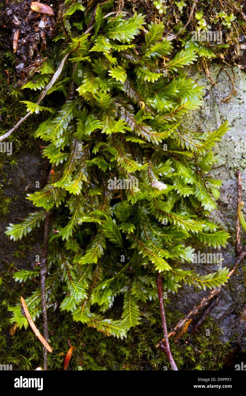 maidenhair-moss-fissidens-adianthoides-D9PPX1.jpg