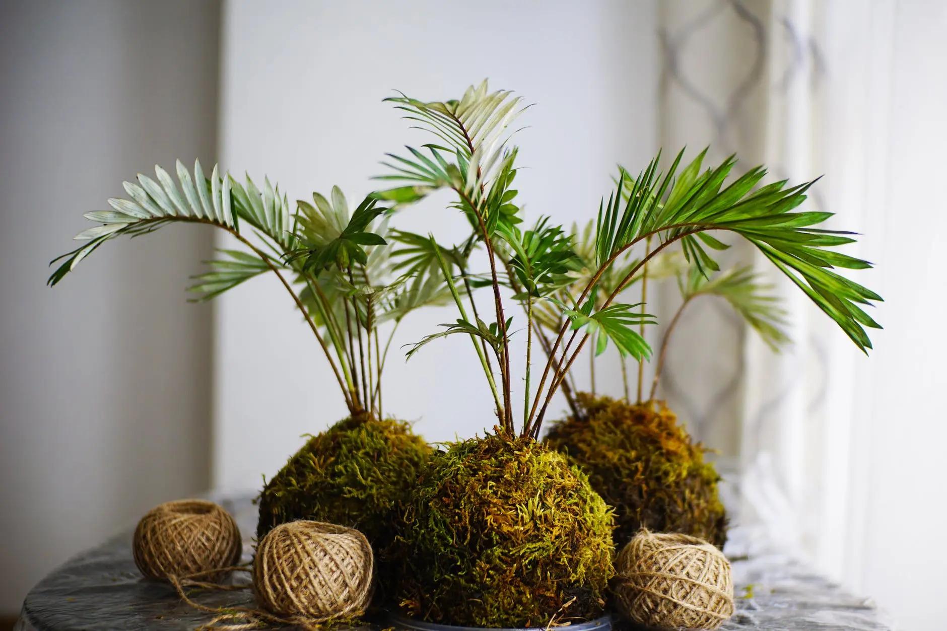 making-kokedama-sphagnum-moss.jpeg