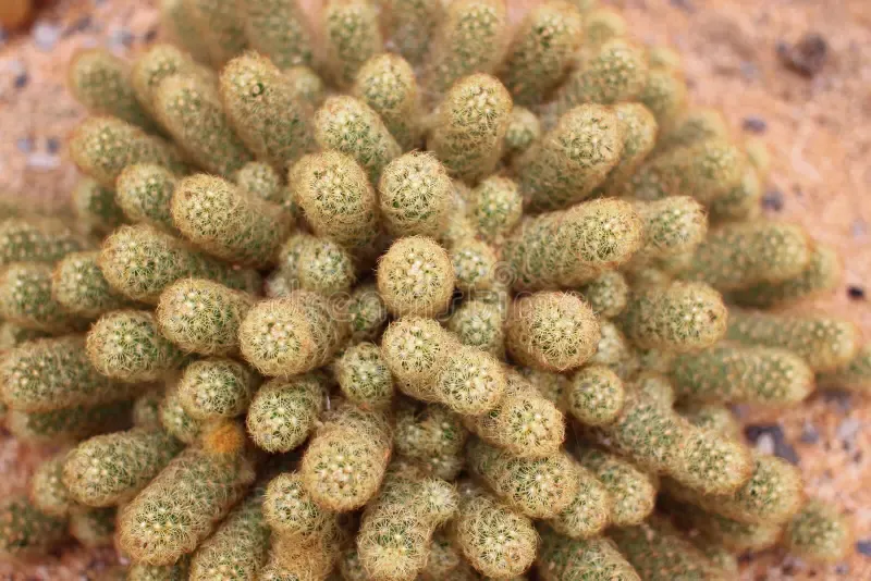 mammillaria-elongata-var-intertexta-dc-40997574.jpg