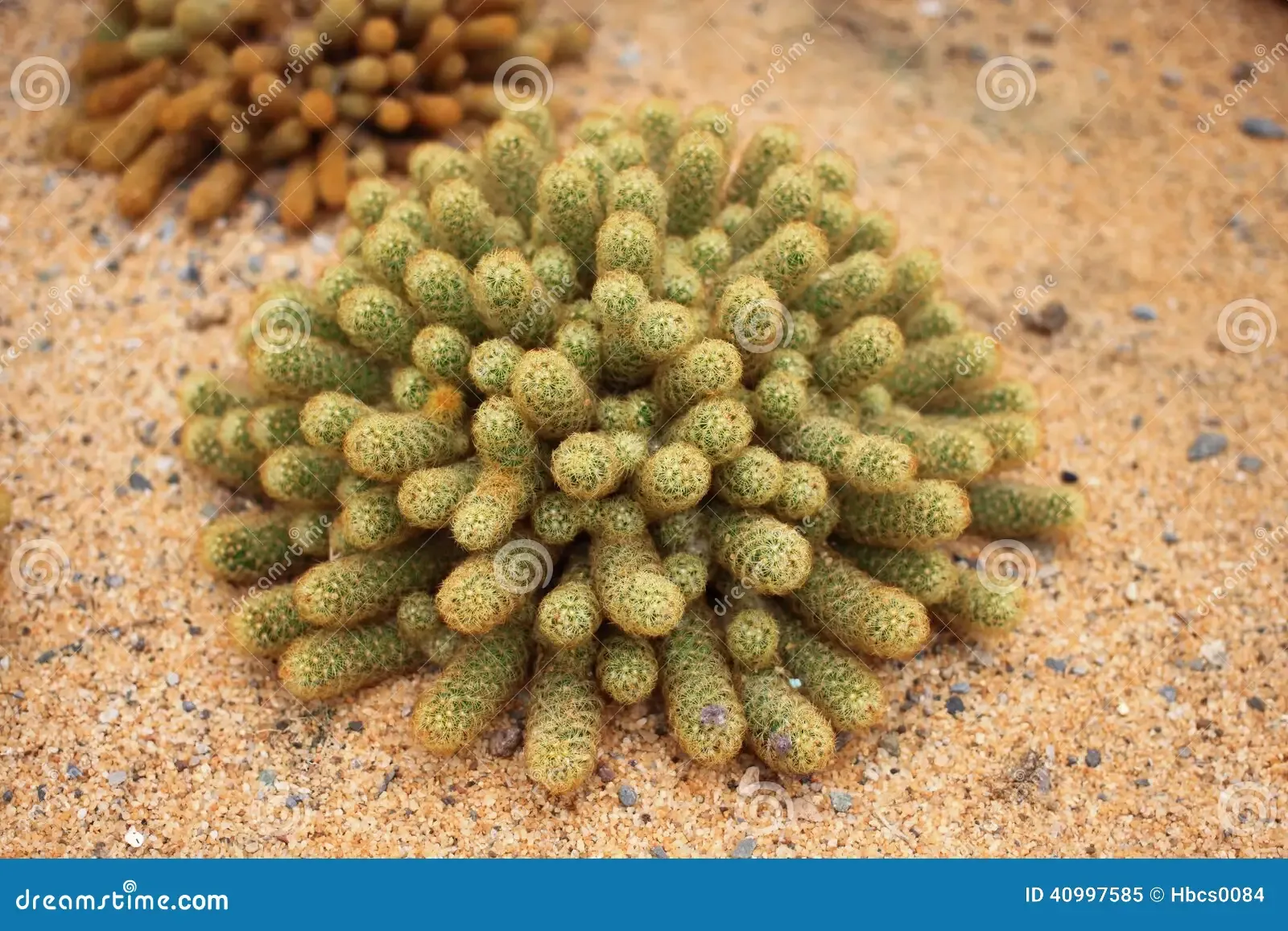 mammillaria-elongata-var-intertexta-dc-40997585.jpg