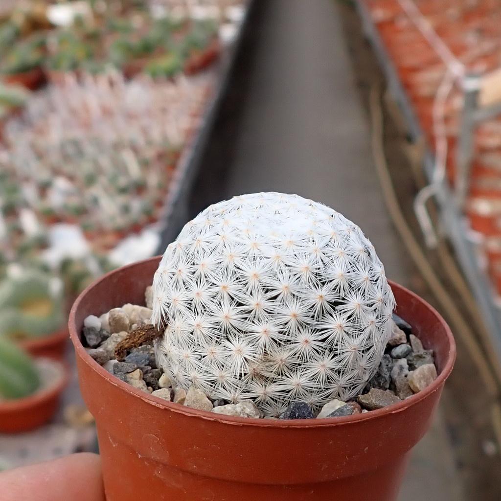 mammillaria-herrerae.jpg