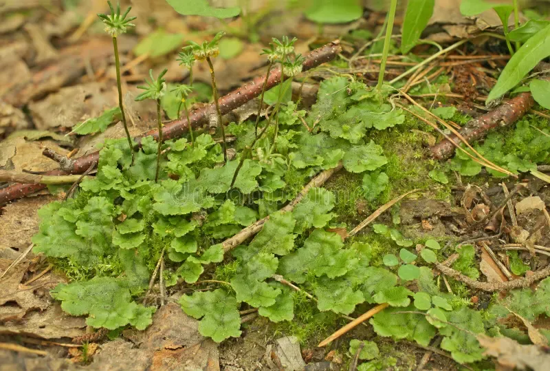 marchantia-polymorpha-28655470.jpg