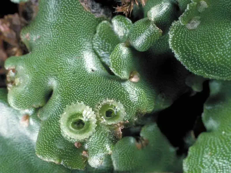 marchantia-sp-34.jpg