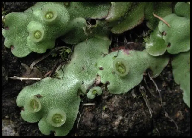 marchantia_paleacea.jpg