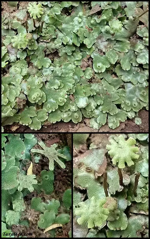 marchantia_pappeana.png