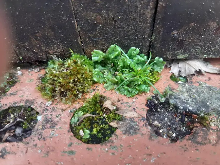 marchantia_polymorpha_and_moss_growing_in_brick_holes.jpg