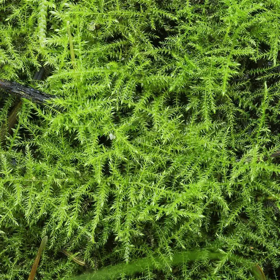 mech_brazil_moss_(amblystegium_sp.)_opakowanie-i-13814-2-2000.jpg