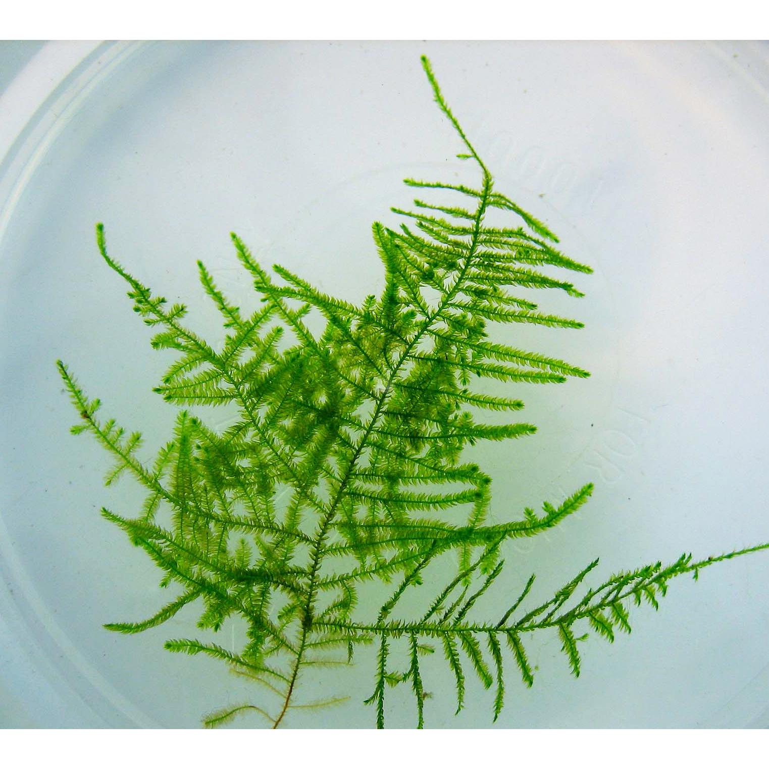 mech_mini_taiwan_moss_(isopterygium_sp.)_songrow_in_vitro-i-37326-3-2000.jpg